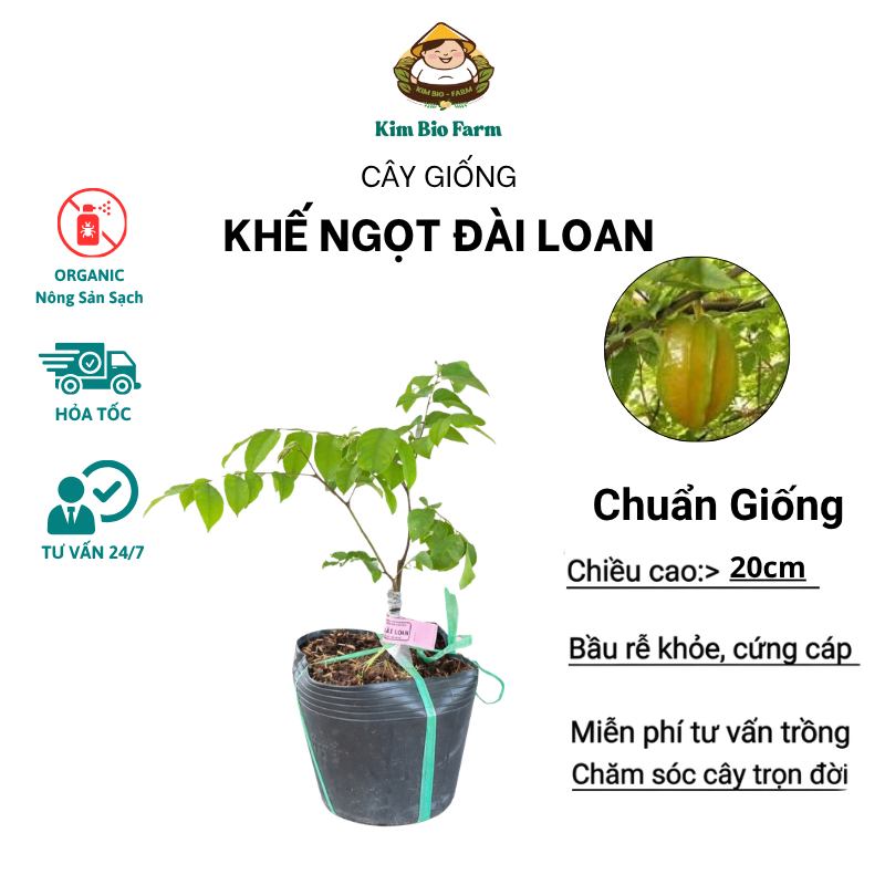 Cây Khế Ngọt Đài Loan Giống Chuẩn – Dễ Trồng, Nhanh Ra Trái, Trái Ngọt Thanh Mát
