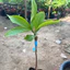 Cây Mận Điều Đen Giống Chuẩn – Trái Lạ, Ngọt Đậm, Nhanh Cho Trái, Dễ Chăm