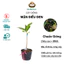 Cây Mận Điều Đen Giống Chuẩn – Trái Lạ, Ngọt Đậm, Nhanh Cho Trái, Dễ Chăm