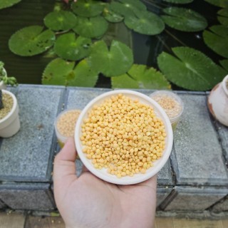 ​✨ Phân Bón Tan Chậm "Béo Mầm" [Hũ 200g] - Kích Rễ, Bật Mầm, Lên Màu Chuẩn Cho Sen Đá & Xương Rồng - MẦM NẮNG GARDEN ✨