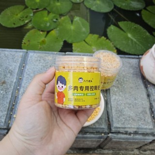 ​✨ Phân Bón Tan Chậm "Béo Mầm" [Hũ 200g] - Kích Rễ, Bật Mầm, Lên Màu Chuẩn Cho Sen Đá & Xương Rồng - MẦM NẮNG GARDEN ✨