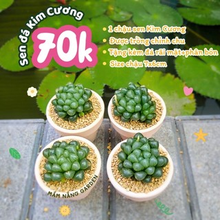 ​✨ Sen Đá Kim Cương "Trong Veo" [Size 7x6cm] - Chậu Đất Nung Trắng Hoặc Chậu Nhựa - MẦM NẮNG GARDEN ✨