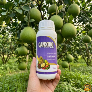CANXIBO-KOMAX - Kích Ra Hoa Đậu Quả - Chống Rụng Hoa, Chống Rụng Trái, Nứt Trái (Chính Hãng)