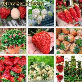 Hạt giống Dâu Tây Quả To-Strawberry Seeds for Planting-1500viên