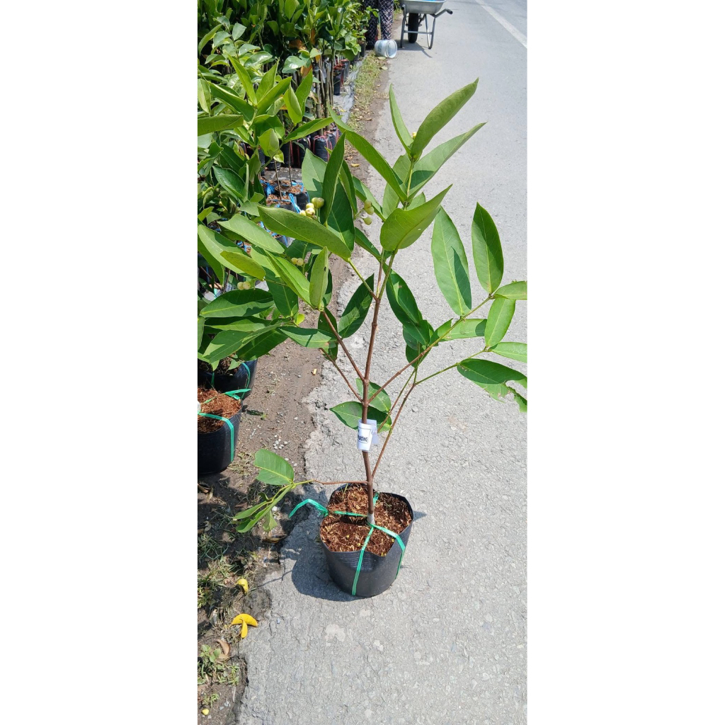 Cây giống mận xanh đường sóc trăng.