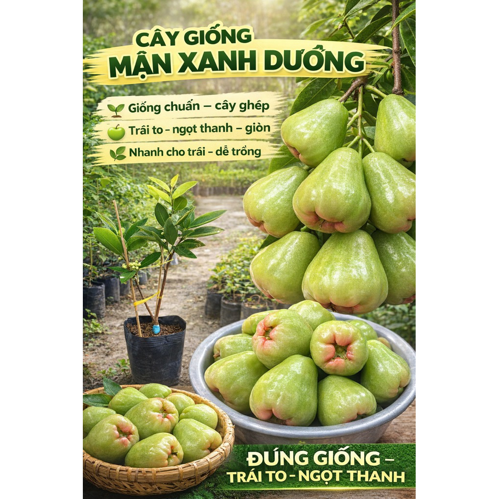 Cây giống mận xanh đường sóc trăng.