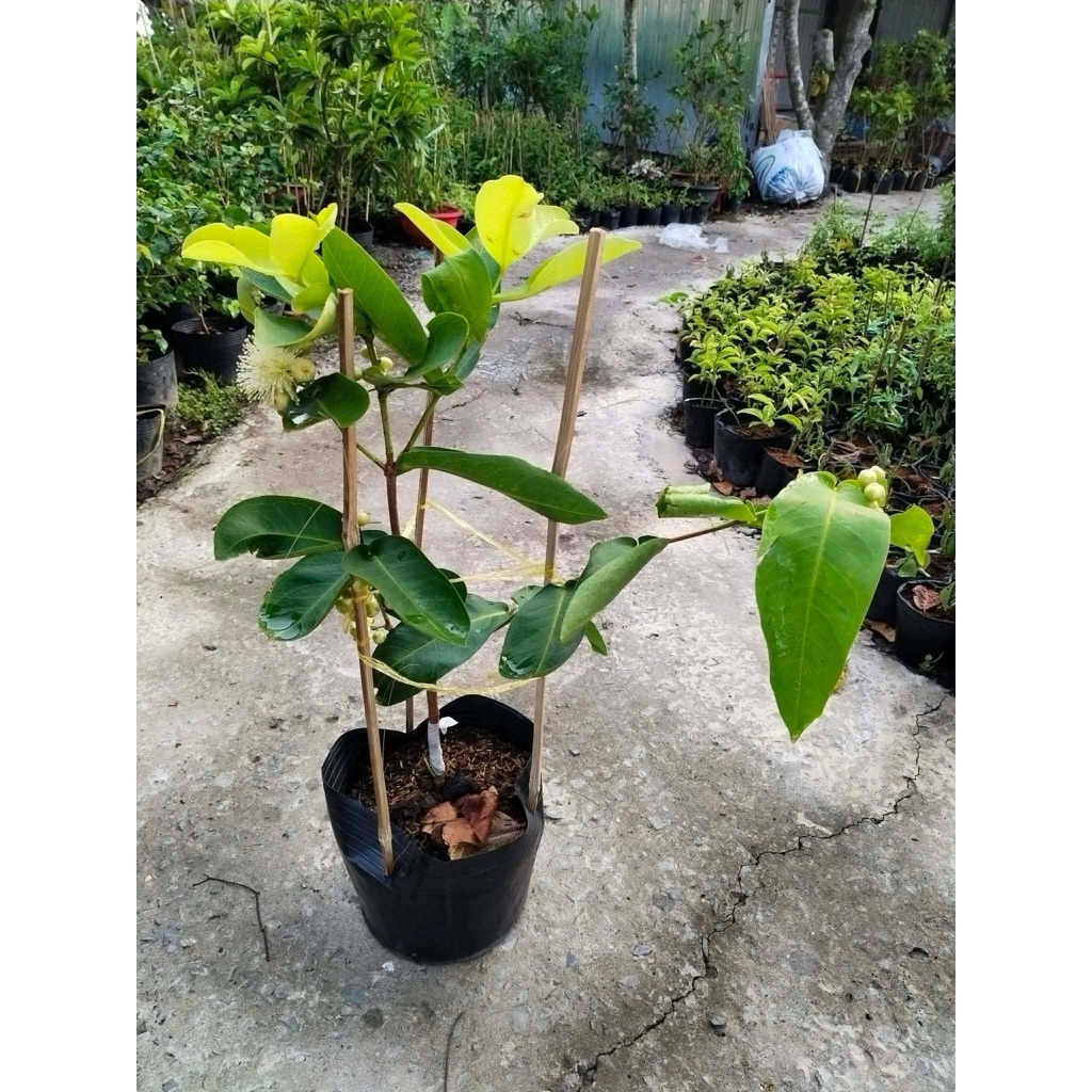Cây giống mận xanh đường sóc trăng.
