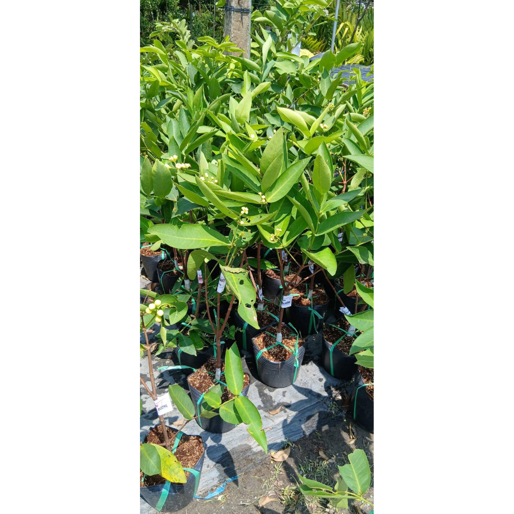 Cây giống mận xanh đường sóc trăng.