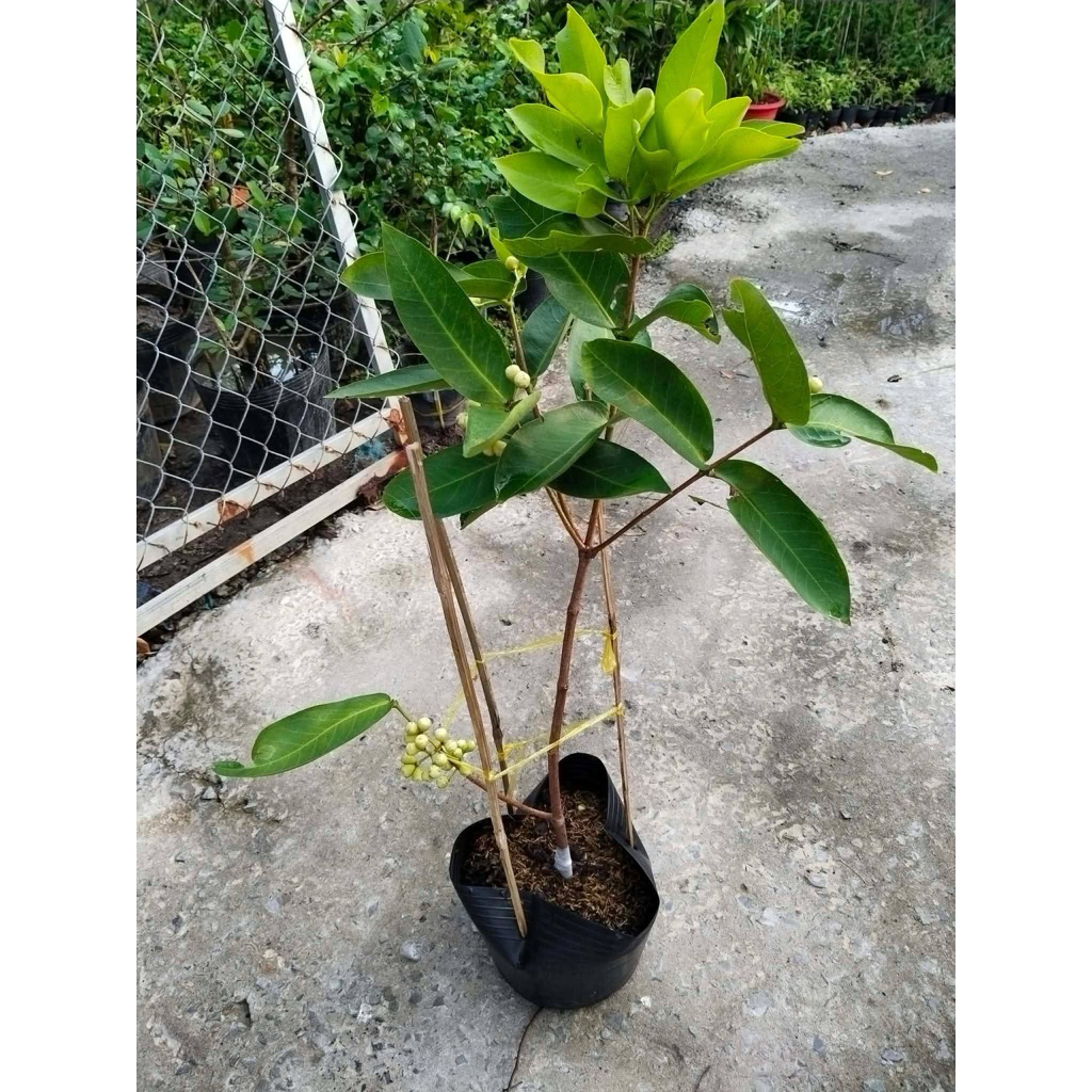Cây giống mận xanh đường sóc trăng.