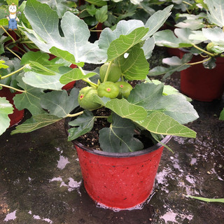 Hạt giống sung ngọt-Fig Seeds for Planting-600 hạt