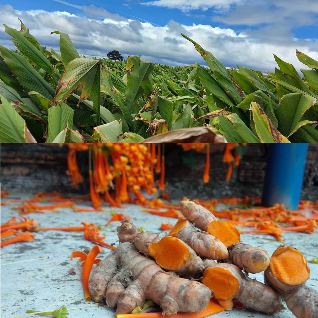 Tinh bột nghệ nguyên chất QNA hũ 500g, hỗ trợ dạ dày, giàu curcumin tốt cho sức khỏe