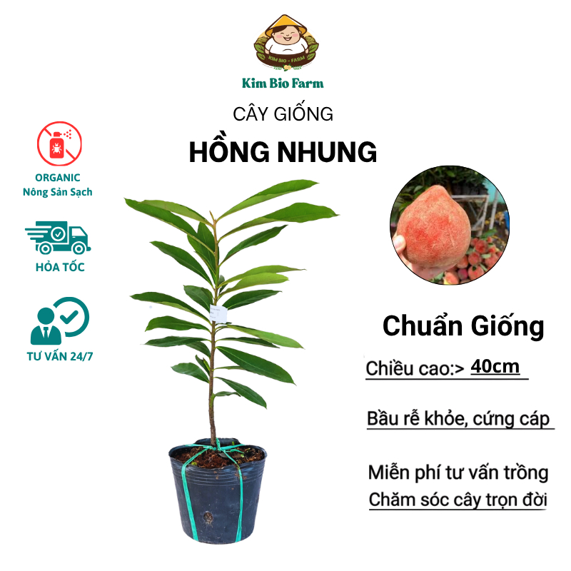 Cây Hồng Nhung Giống – Trái To Đỏ Đẹp, Ngọt Đậm, Dễ Trồng Tại Nhà