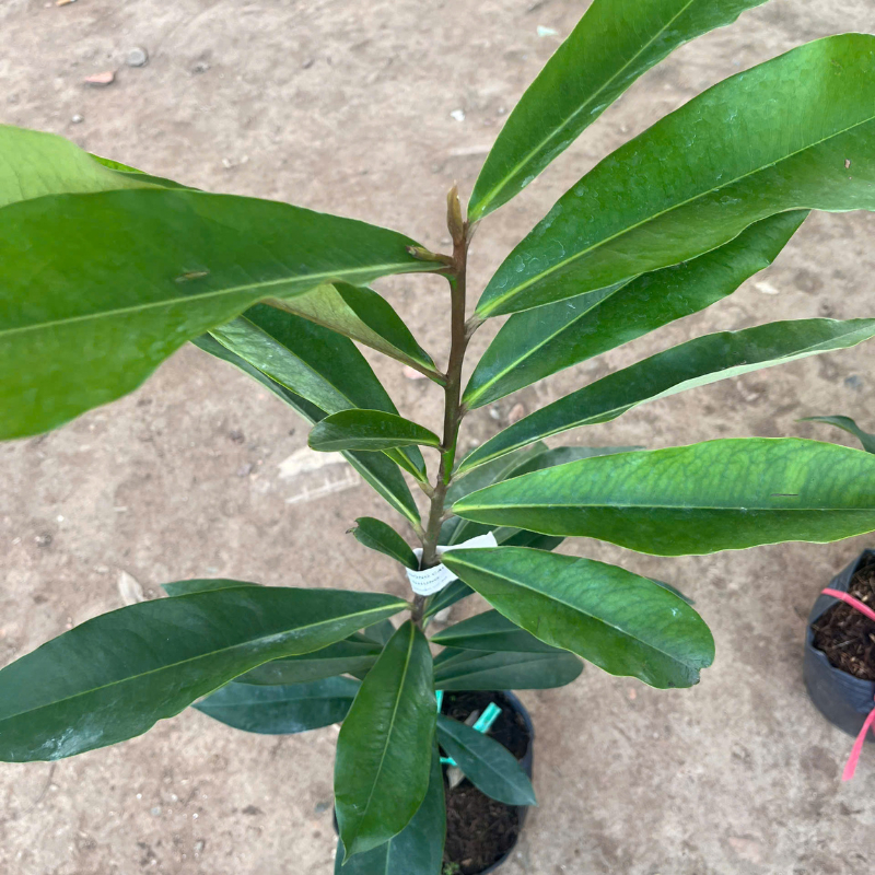 Cây Hồng Nhung Giống – Trái To Đỏ Đẹp, Ngọt Đậm, Dễ Trồng Tại Nhà