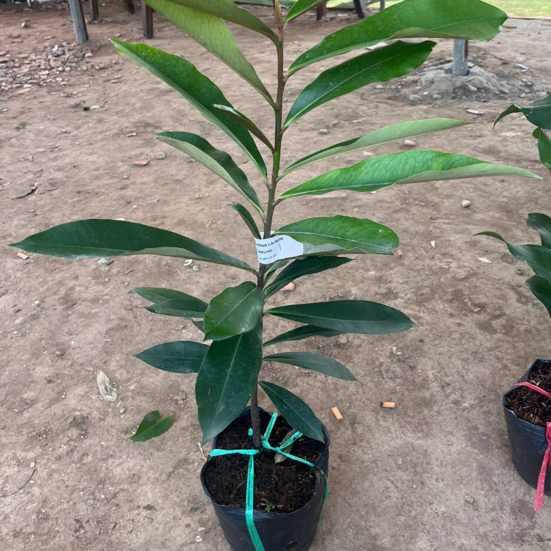 Cây Hồng Nhung Giống – Trái To Đỏ Đẹp, Ngọt Đậm, Dễ Trồng Tại Nhà