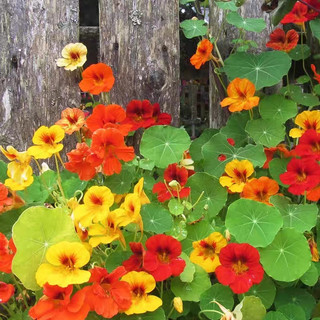 Hạt Giống  Nhiều Màu Dễ Trồng Hoa  -Nasturtium Seeds-10viên