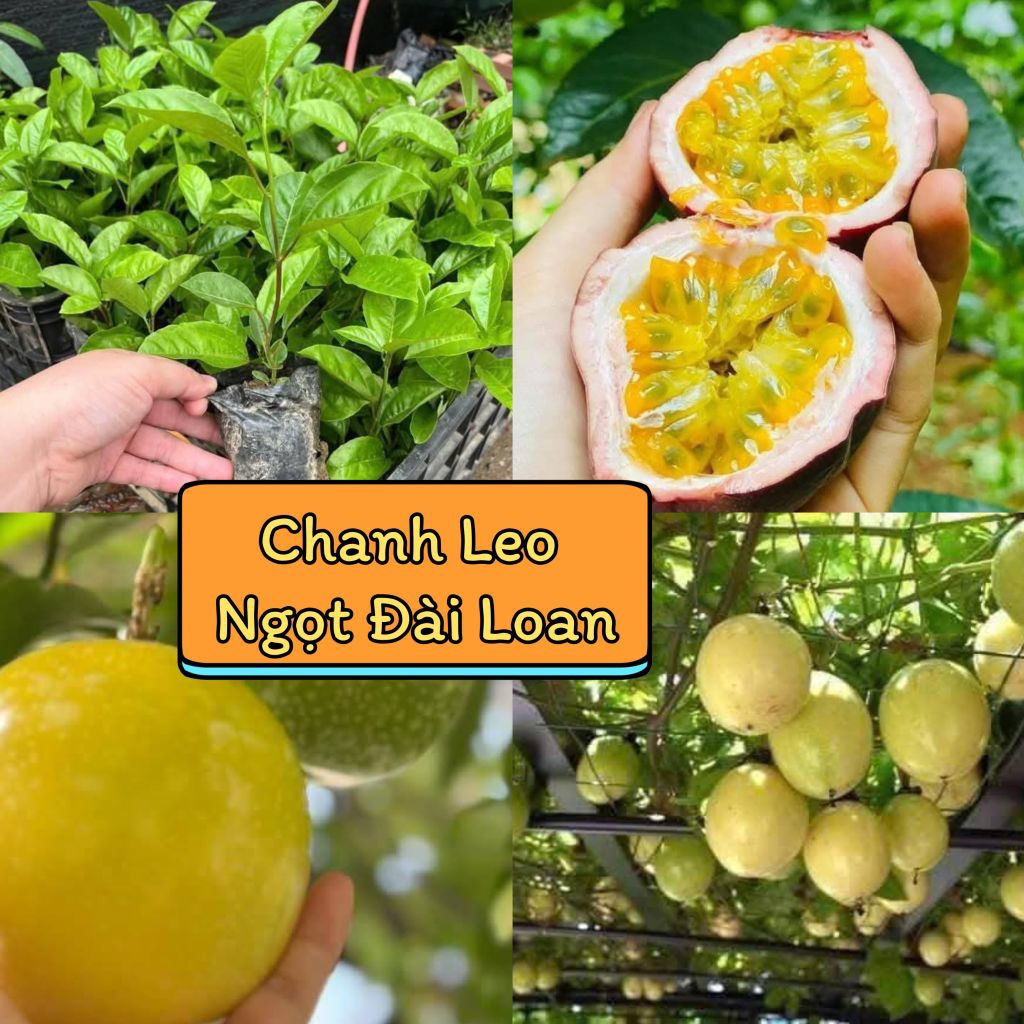 Combo 3 Bầu Giống Chanh Leo Ngọt Vàng, tím Đài Loan, Thơm Hàng Chuẩn Cực Ngon