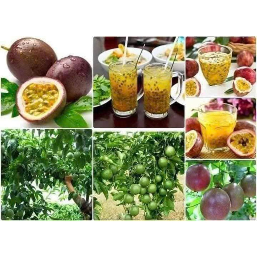 Combo 3 Bầu Giống Chanh Leo Ngọt Vàng, tím Đài Loan, Thơm Hàng Chuẩn Cực Ngon