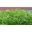 Hạt Gióng Tần Ô ( 100gr) Rau Ăn Lá Trang Nông, Nảy Mầm Nhanh, Mạnh, Date Luôn Mới
