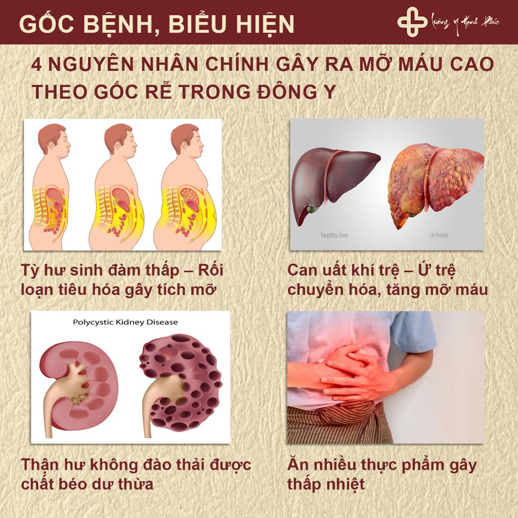 Sử Dụng Trà Thảo Mộc Hỗ Trợ Giảmỡ Máu Trong Đời Sống