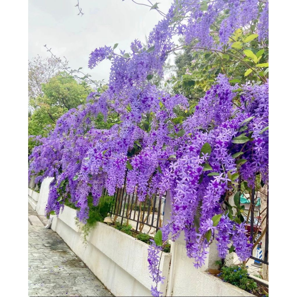 Hạt Giống Hoa Mai Xanh Thái Lan ( 10 Hạt) Hàng Chuẩn Chất Lượng