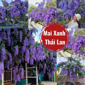 Hạt Giống Hoa Mai Xanh Thái Lan ( 10 Hạt) Hàng Chuẩn Chất Lượng