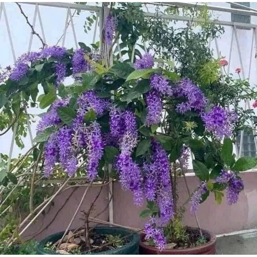 Hạt Giống Hoa Mai Xanh Thái Lan ( 10 Hạt) Hàng Chuẩn Chất Lượng