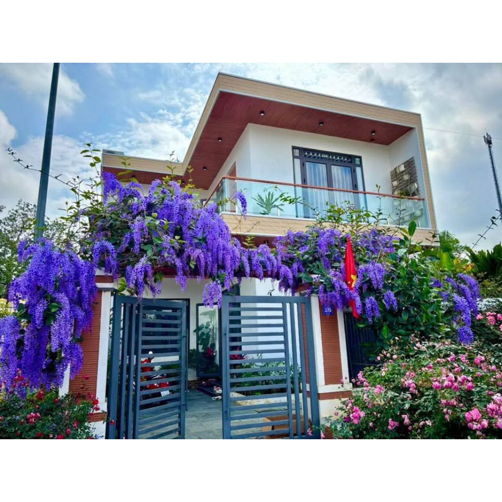Hạt Giống Hoa Mai Xanh Thái Lan ( 10 Hạt) Hàng Chuẩn Chất Lượng