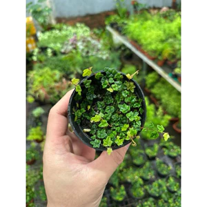 Vảy ốc Lá Phong - minima hàng hiếm lá mini setup terrarium,bán cạn GreenNatural