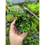 Vảy ốc Lá Phong - minima hàng hiếm lá mini setup terrarium,bán cạn GreenNatural
