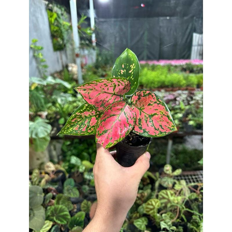 Lady valentine vạn lộc ( dòng mini)