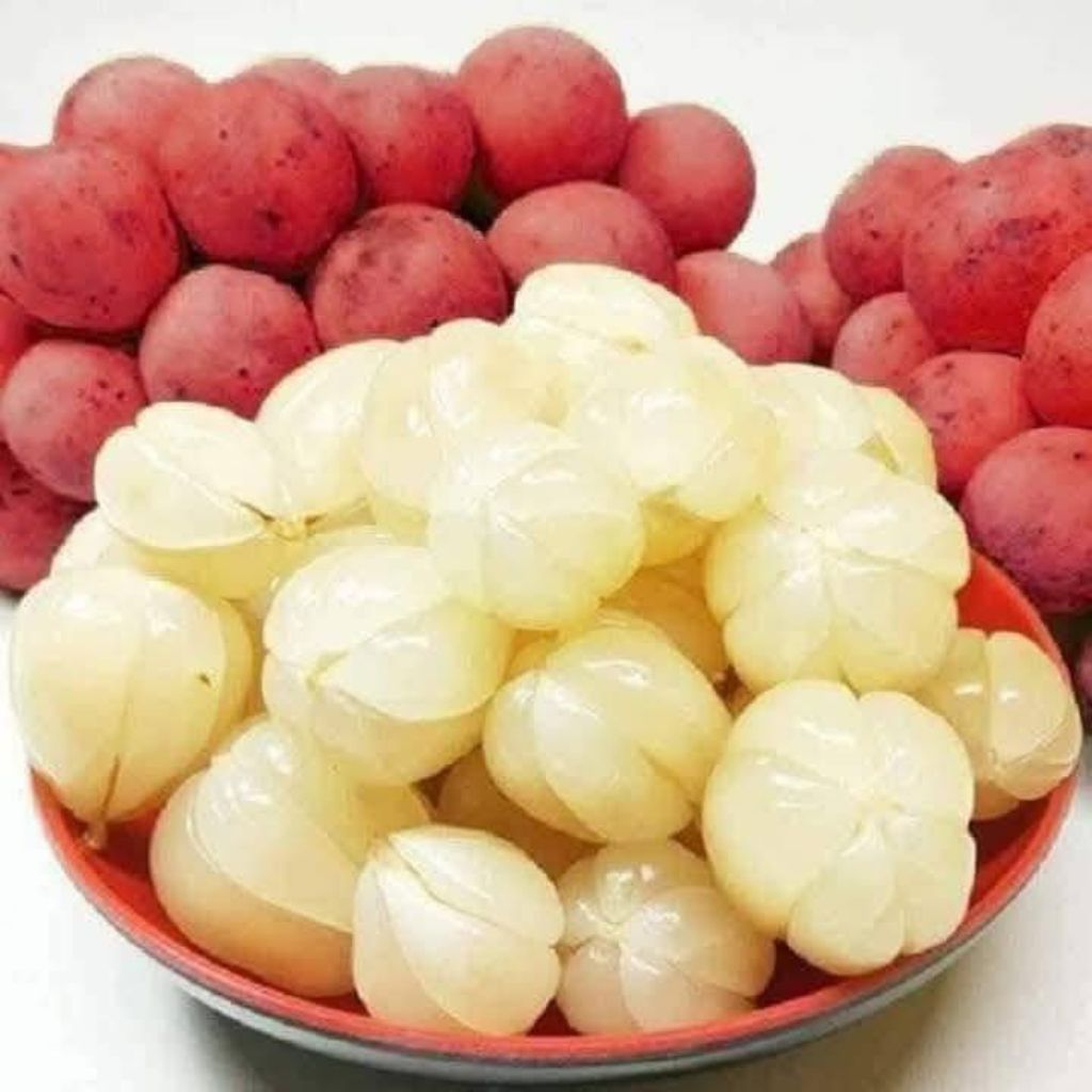 Bầu Giống Dâu Da Thái Ngọt, Ghép nhanh ra quả, Chất Lượng Cao