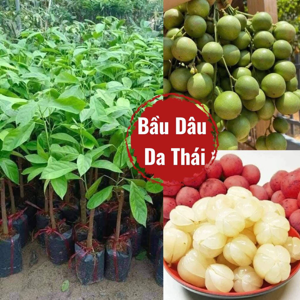 Bầu Giống Dâu Da Thái Ngọt, Ghép nhanh ra quả, Chất Lượng Cao