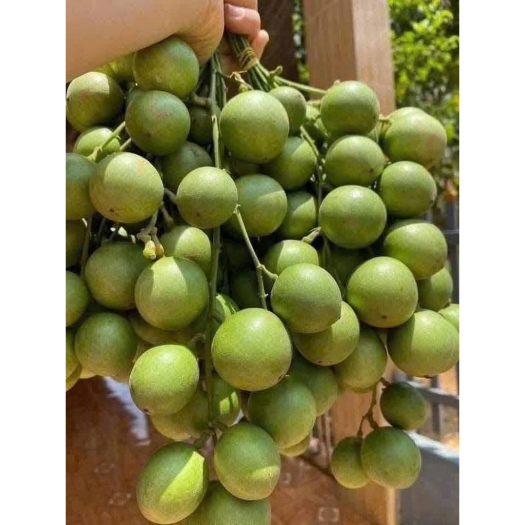 Bầu Giống Dâu Da Thái Ngọt, Ghép nhanh ra quả, Chất Lượng Cao