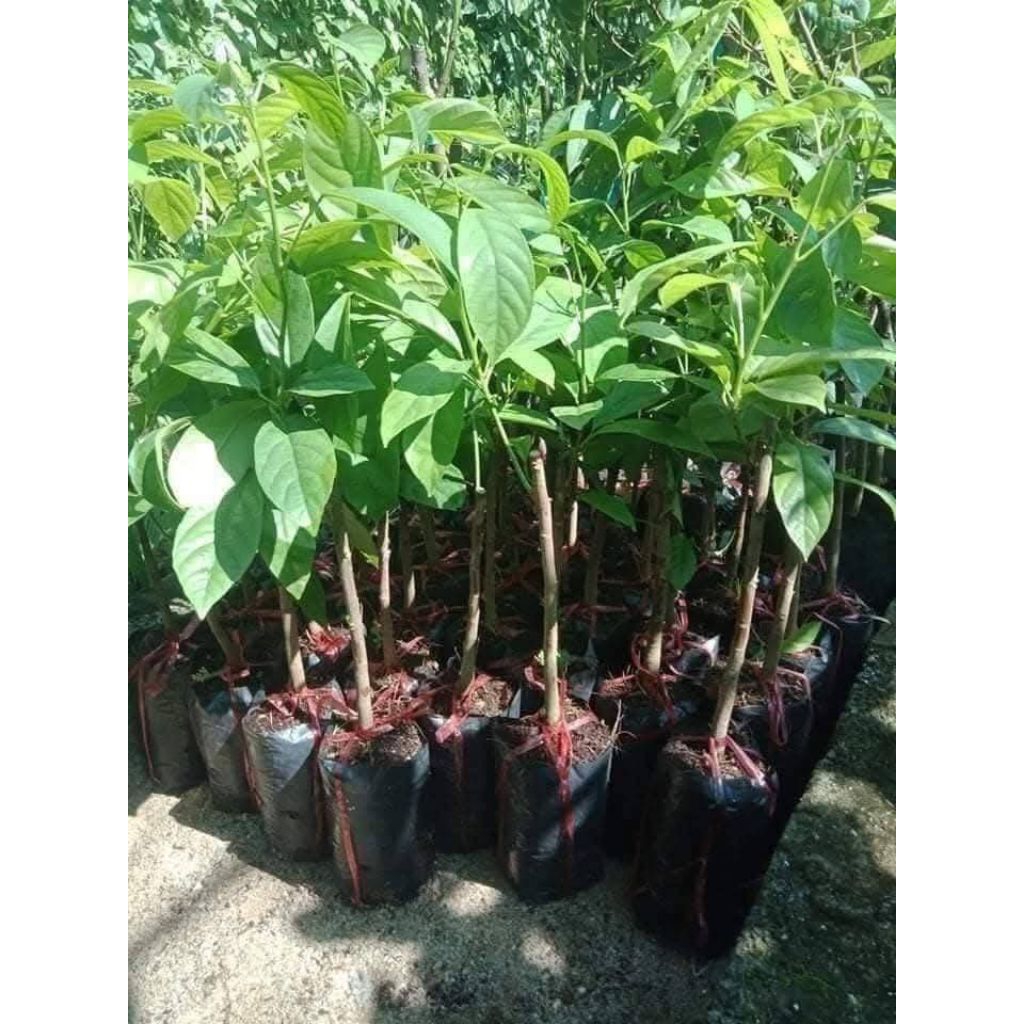 Bầu Giống Dâu Da Thái Ngọt, Ghép nhanh ra quả, Chất Lượng Cao