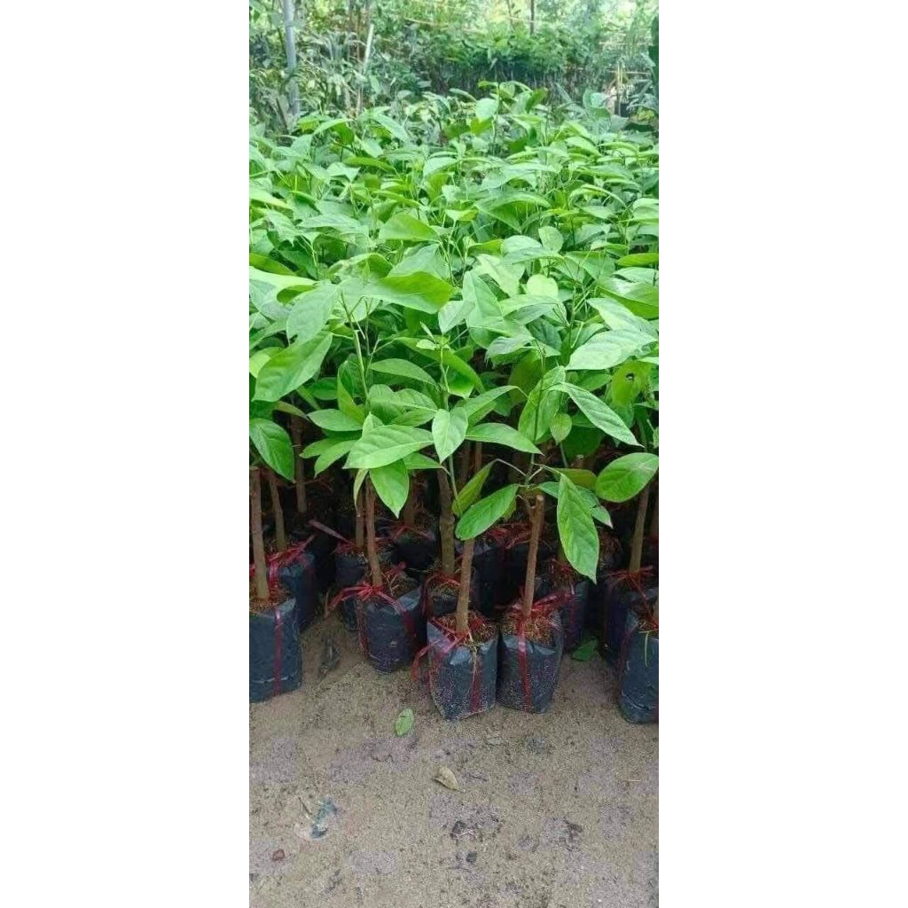 Bầu Giống Dâu Da Thái Ngọt, Ghép nhanh ra quả, Chất Lượng Cao