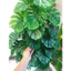 Cây trầu bà lá xẻ cao 1m5 - 72 lá - cây giả trang trí decor nhà