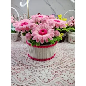 Chậu hoa đồng tiền kẽm nhung