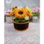Chậu Hoa Hướng Dương Kẽm Nhung Cách Điệu Siêu Xinh