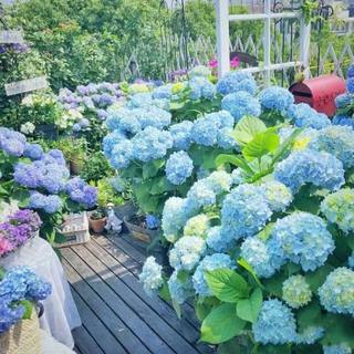 Hạt giống hoa cẩm tú cầu đủ màu-Hydrangea Flower Seeds-10viên