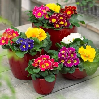 Hạt giống Hoa mix nhiều- Primula Flower Seeds -20 viên