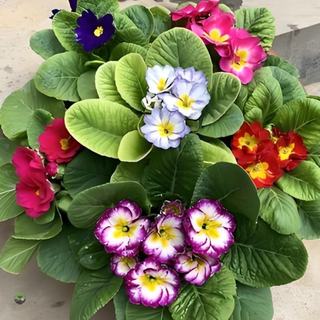 Hạt giống Hoa mix nhiều- Primula Flower Seeds -20 viên