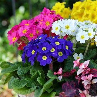 Hạt giống Hoa mix nhiều- Primula Flower Seeds -20 viên