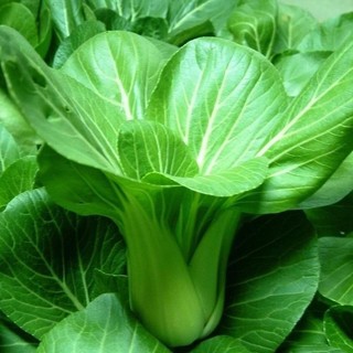 Hạt Giống Rau Cải Chíp cao sản-pak choi seeds-300viên