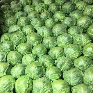 Hạt Giống Bắp Cải Xanh Chịu Năng Suất - CABBAGE SEEDS-150viên