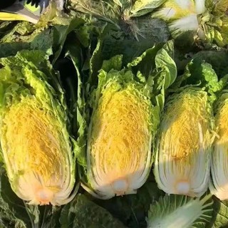 Hạt Giống Cải Thảo Siêu Năng Suất Kháng Sâu Bệnh -chinese cabbage seeds- 200 Hạt