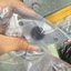 Co xăng (cổ hút) dành cho Wave 2004