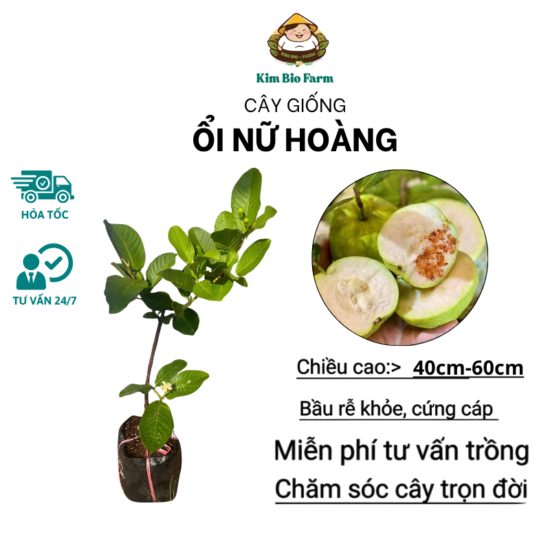 Cây Giống Ổi Nữ Hoàng – Giống Cao Sản, Quả To Thơm Giòn, Ngọt Thanh, Dễ Trồng, Ra Trái Sớm