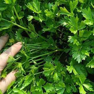 Hạt giống chịu nhiệt -Celery Seeds-1500Hạt