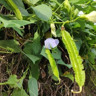Hạt giống đậu rồng (đậu khế) cao sản, ngon giòn-WINGED BEAN-5viên