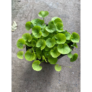 Chậu rau má giàu dinh dưỡng- chậu lớn